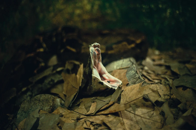 a pair of feet resting on leaves in a forest