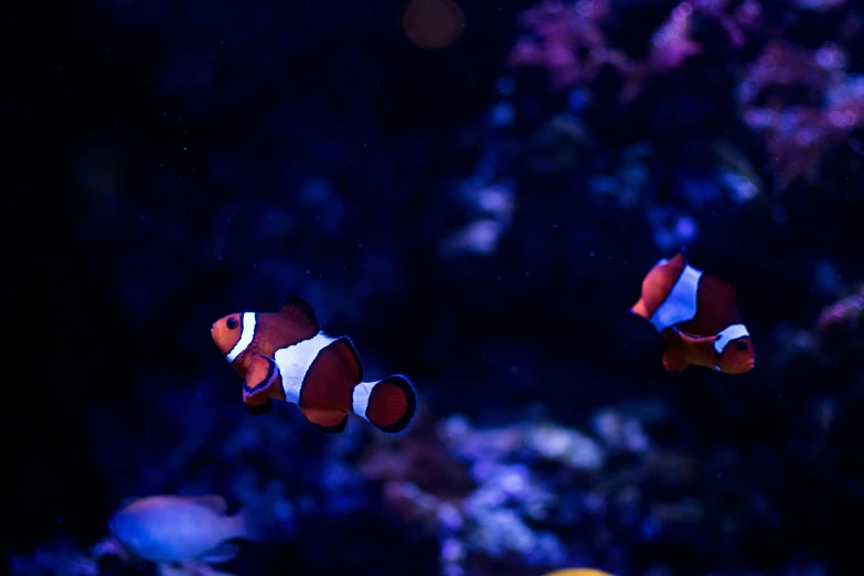 two clown fish in the water near an aquarium