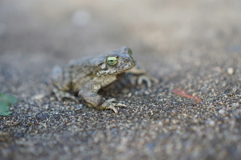 a frog with a green light in his eyes is walking on the sand