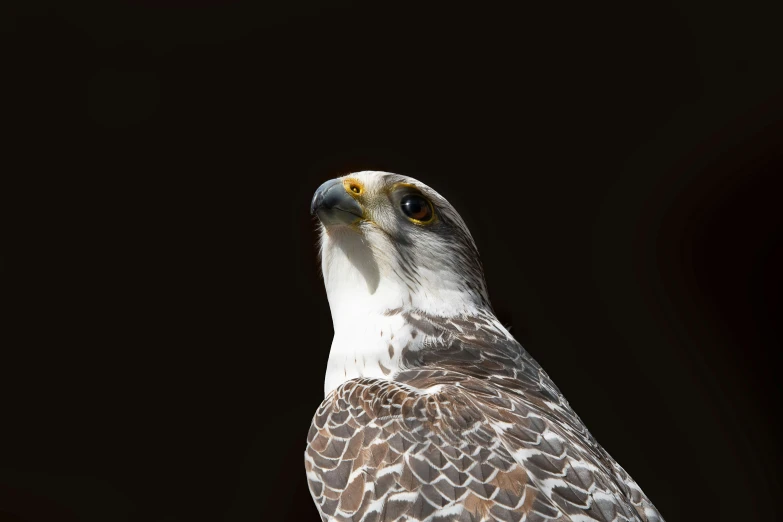 the hawk is standing upright with an alert look