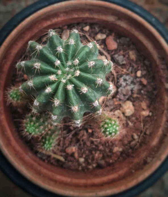 a small green cactus sits in a brown pot