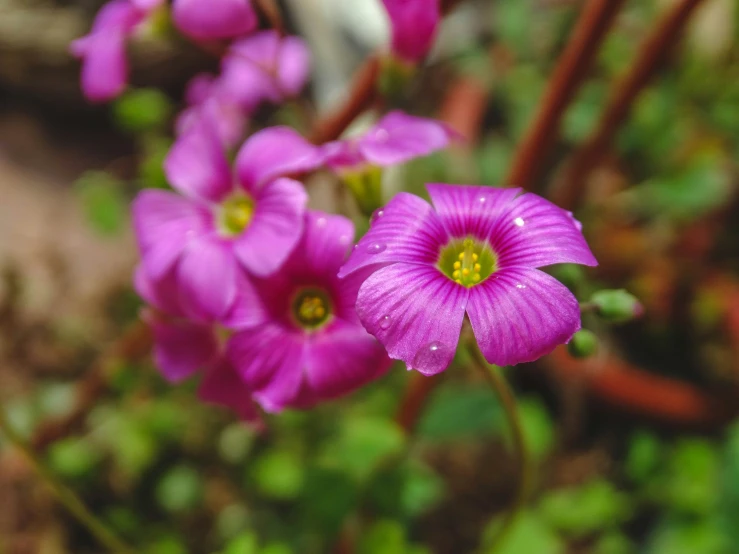 purple flowers grow on a green stem in a forest