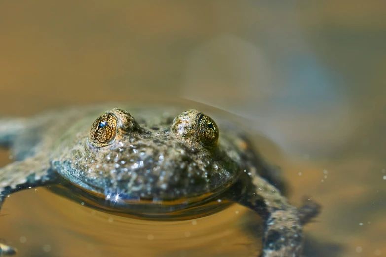 a close up image of a frog's face from above in water