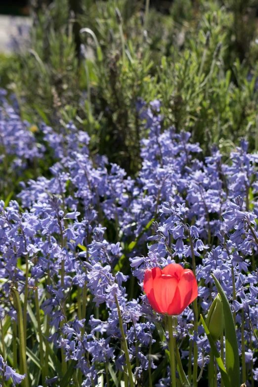 there is an image of the blue flowers and red tulips