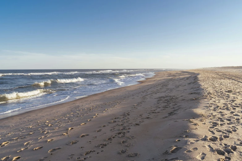 a dog that is standing in the sand near the water