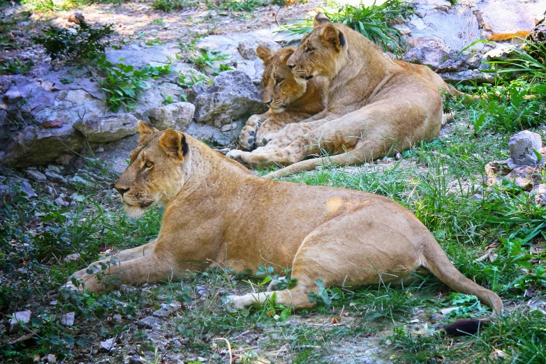 two lions laying on grass and rocks by the side of a mountain