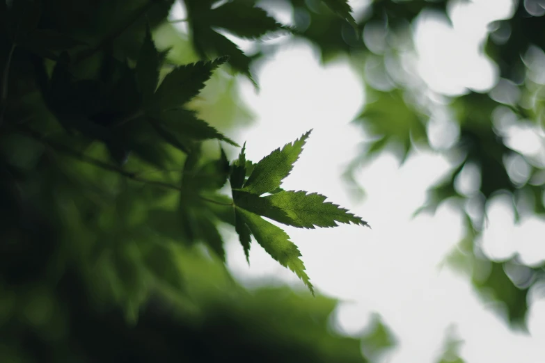 some very nice looking leaves in the shade