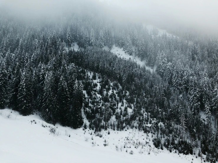 there is a tree that has fallen in the snow