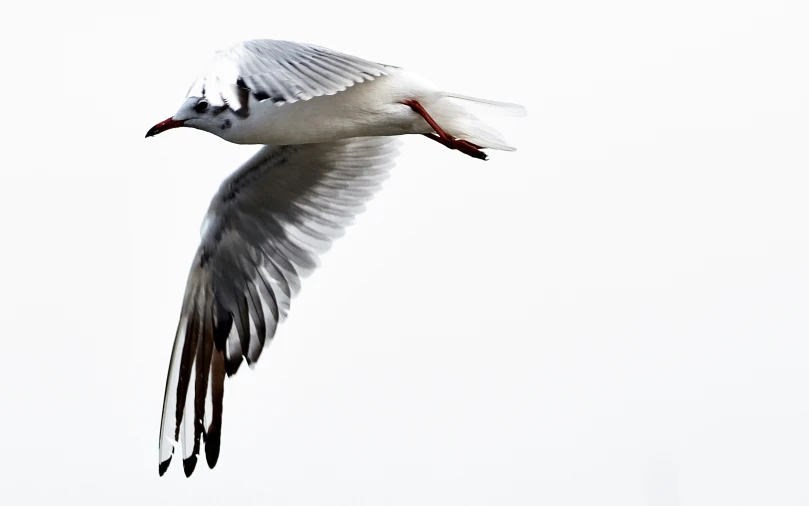 a seagull flying through the sky with its wings spread