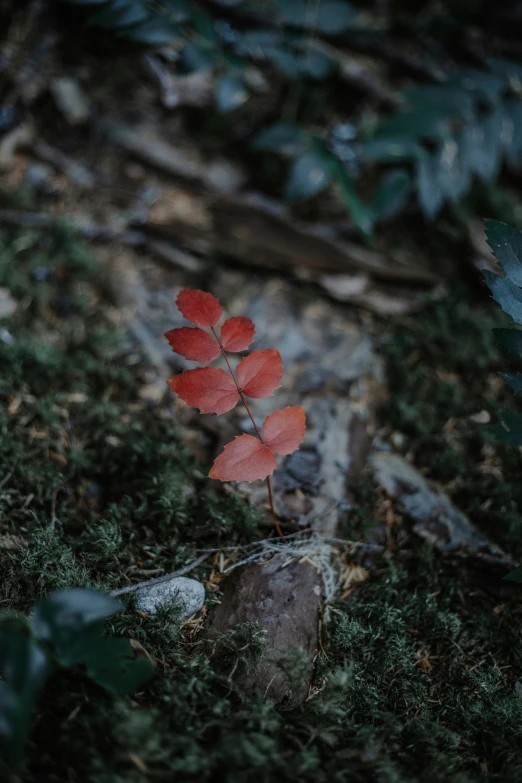 a small, bright red plant grows near the ground