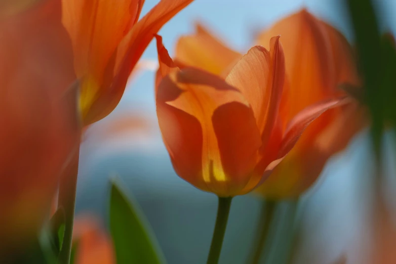 flowers that are outside on a sunny day