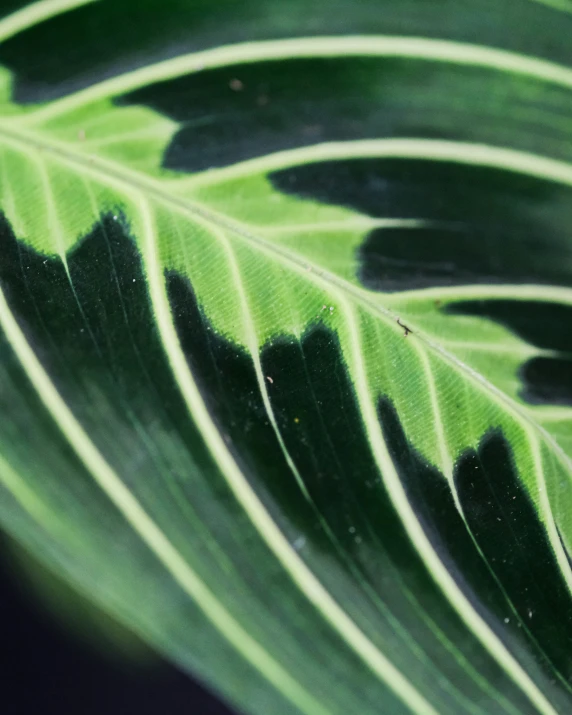 a large leaf is showing the green and black leaves