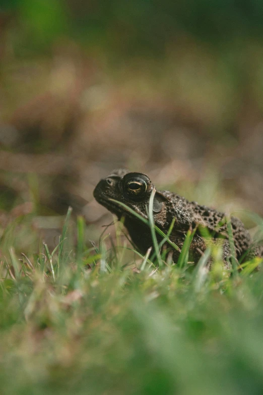 a close up of a frog on the ground