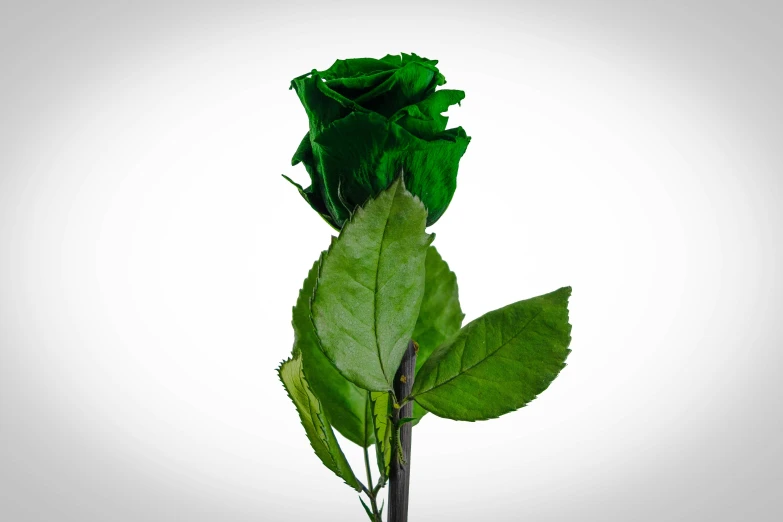 the top side of a green rose with its buds open