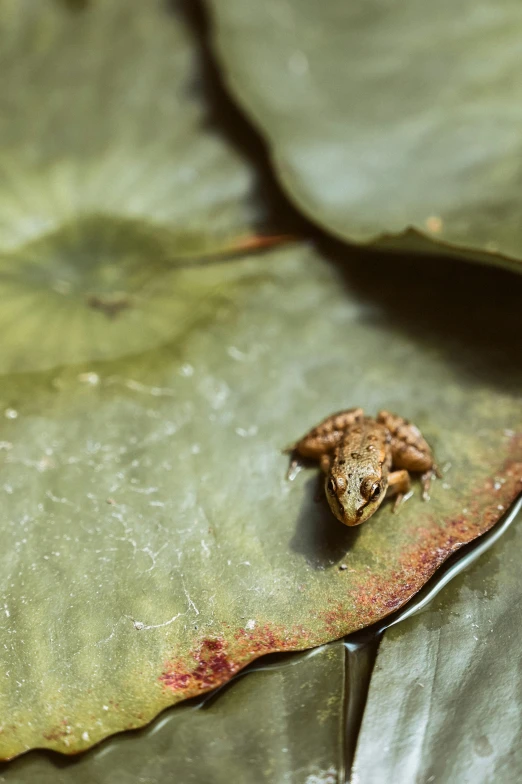 a frog that is standing on some green leaves