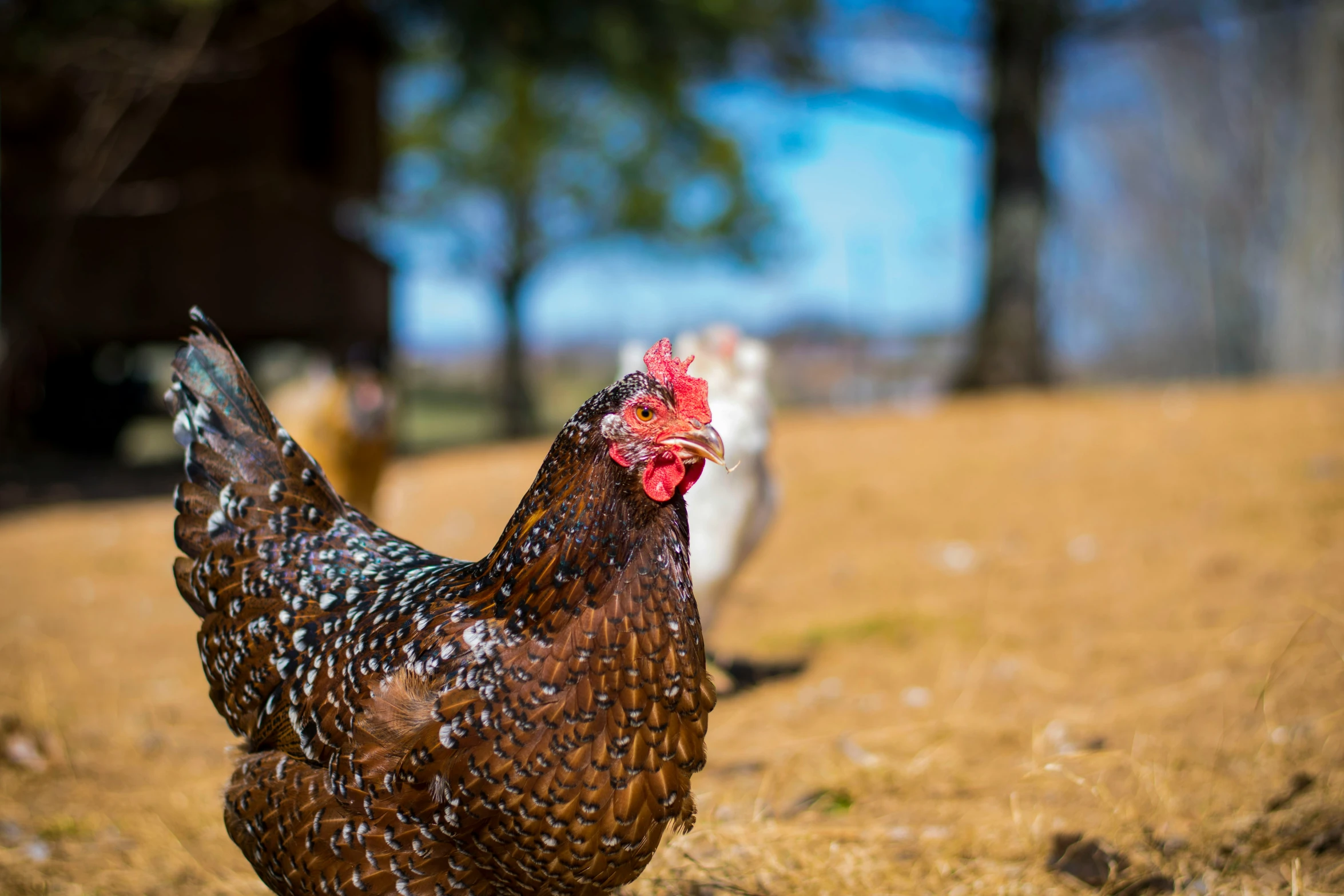 three brown chickens walking across a dirt field