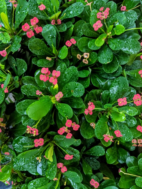 a bush of leaves with pink flowers on them