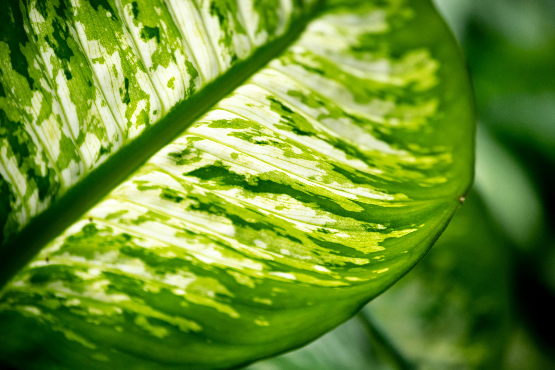 the bright green foliage is covering the plant