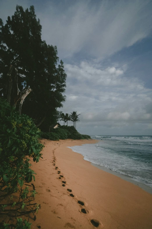 a lone beach with lots of trees in the background