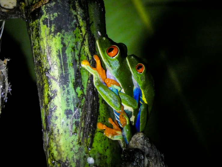 a group of frogs that are on a tree