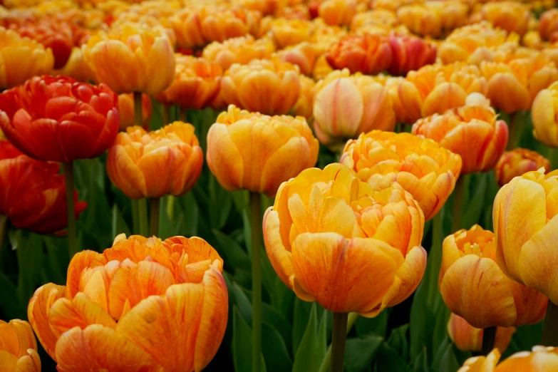 a field of flowers, one in orange and one red