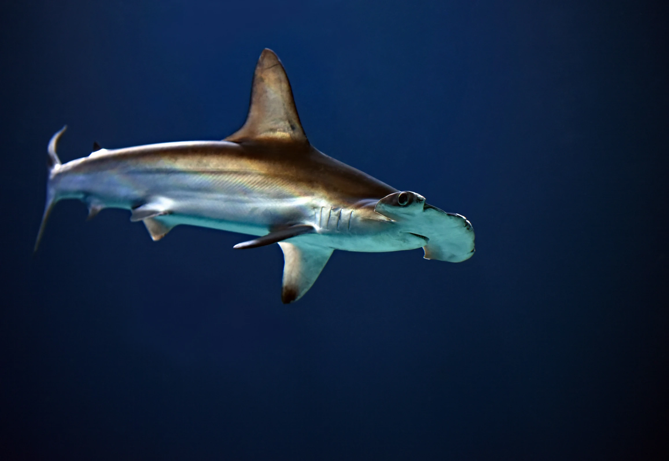 an underwater shark swimming in blue water