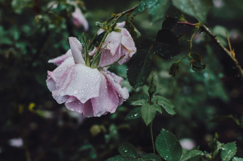 pink flowers that are blooming on a nch