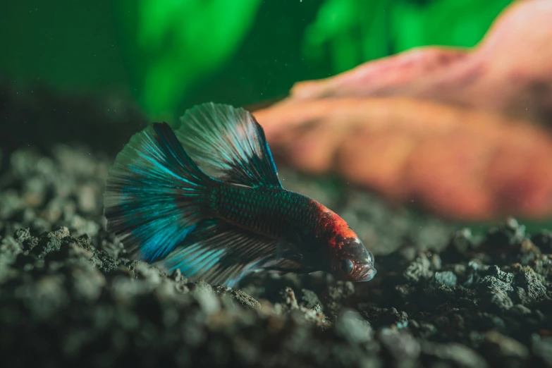 a blue and red fish in an aquarium, one of its tails