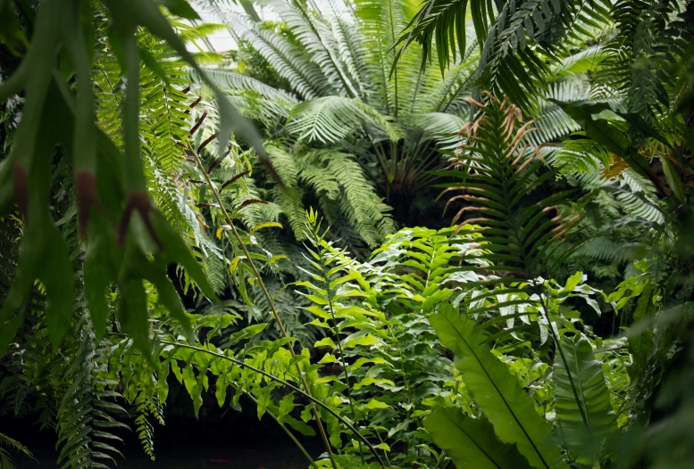 some green plants and trees in a very dense forest