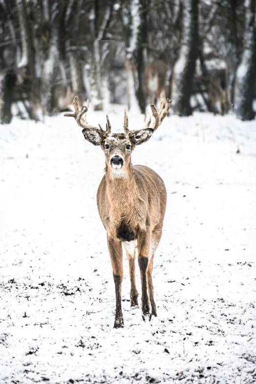the deer is looking at the camera while it stands in the snow