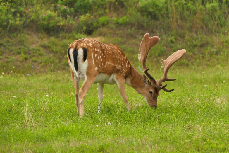 a deer grazing in a grassy field next to the forest