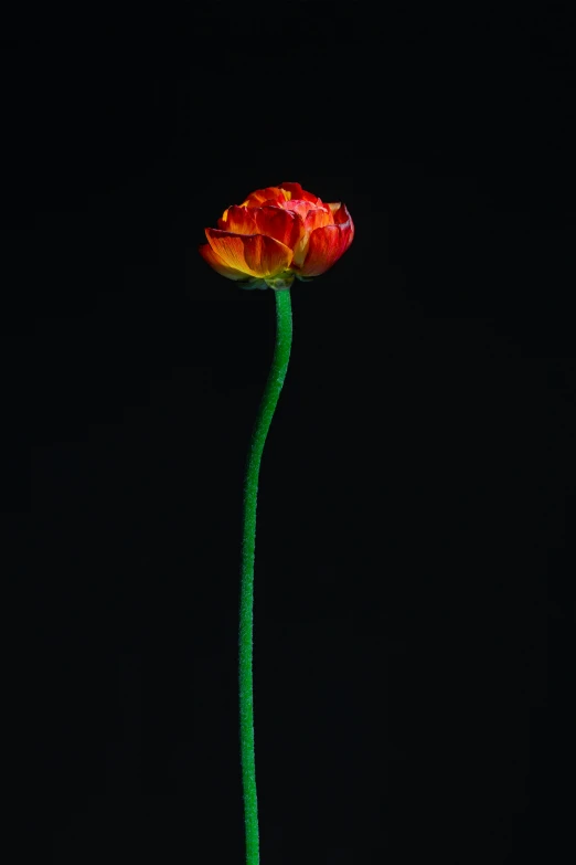 the flower has an unusual stem like structure