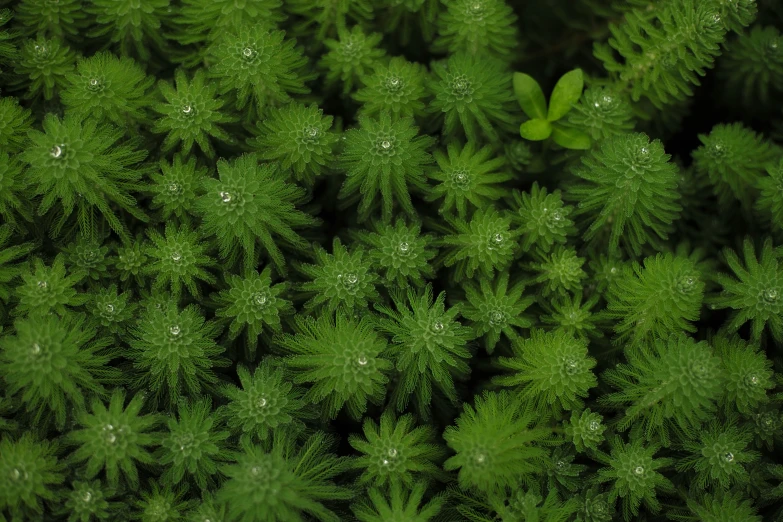 the aerial view of the vegetation has drops of dew