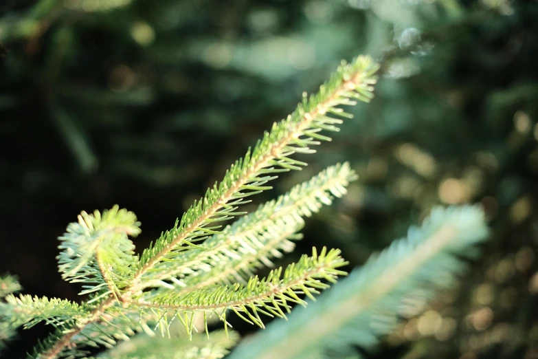 close up view of a tree nch with the leaves and nches below