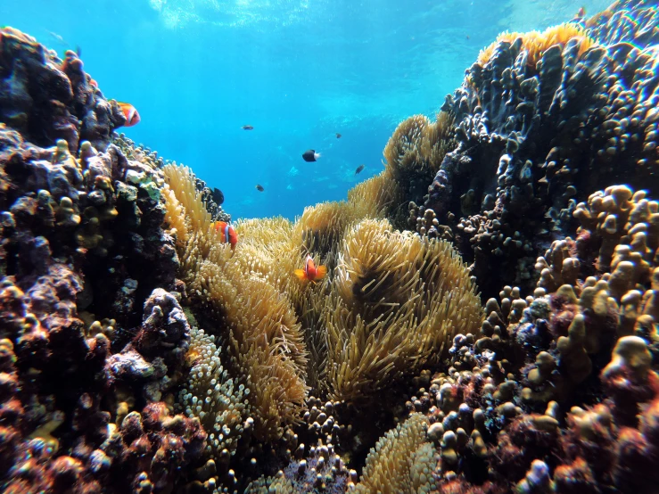 an underwater image of an orange coral