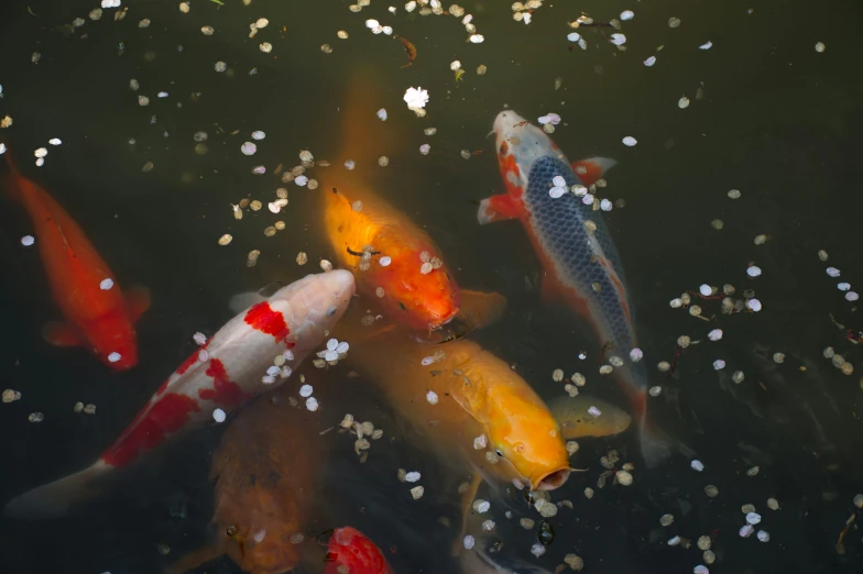 several colorful koi fish swimming in a pond