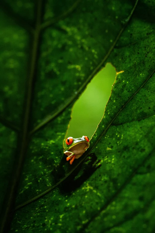 a tree frog sits on a leaf in the jungle