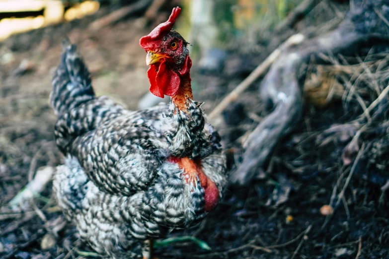 a chicken with an interesting head is walking through the dirt