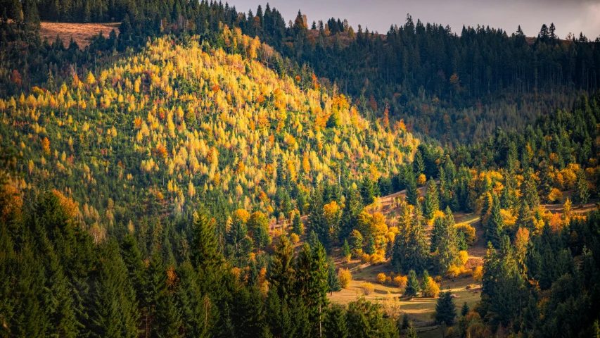 a mountain that is in the middle of the forest