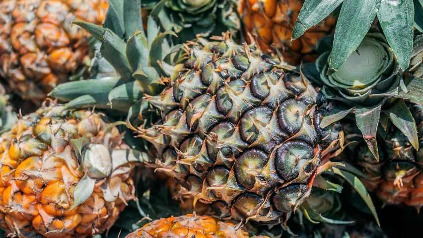 various pineapples displayed at a market stall with yellow spots