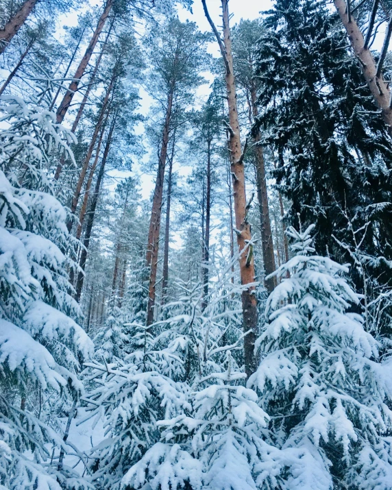 a forest filled with tall pine trees covered in snow