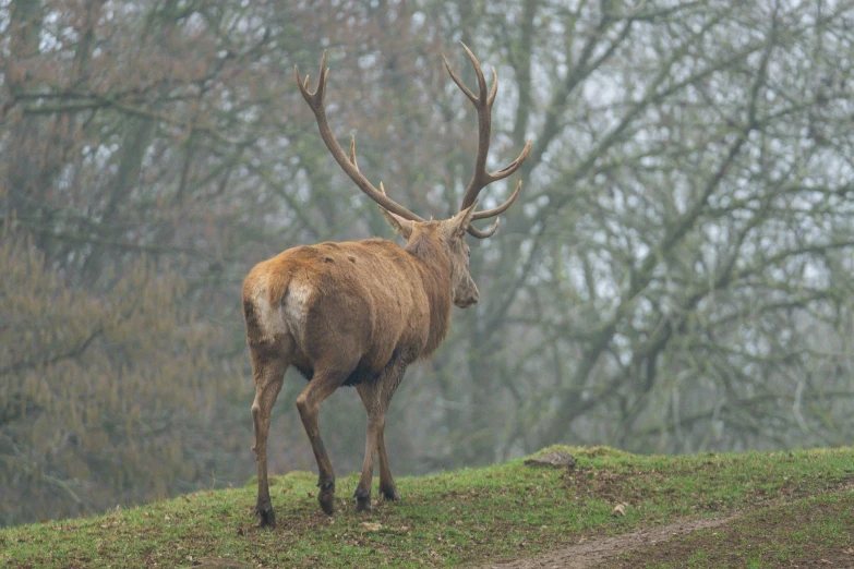 a deer standing on top of a grass covered hill