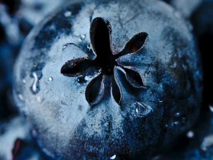 an extremely beautiful blue flower that looks like an artistic piece