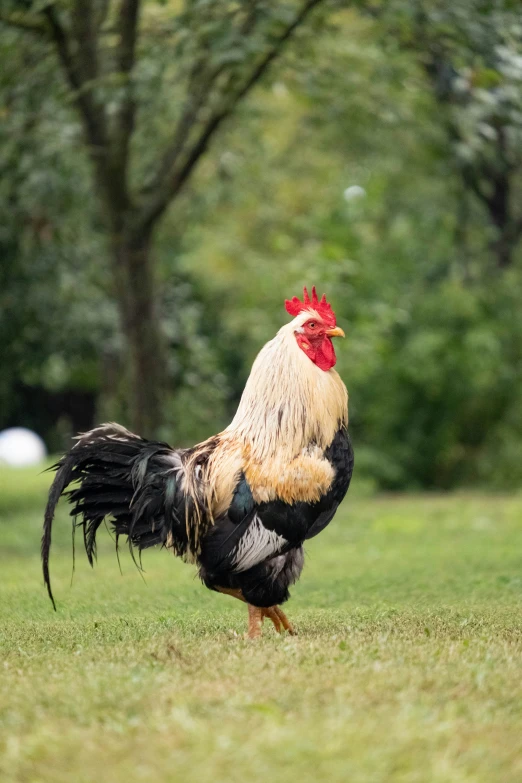 a large rooster is walking through the grass