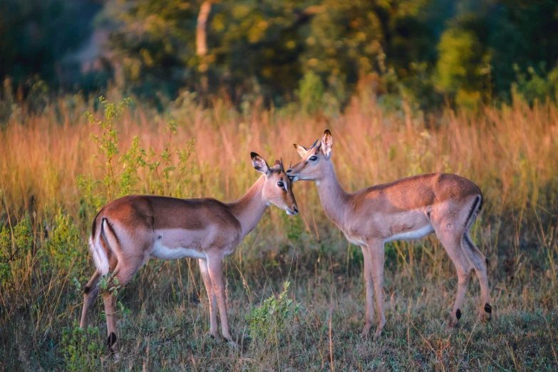 two young deer stand in tall grass by itself