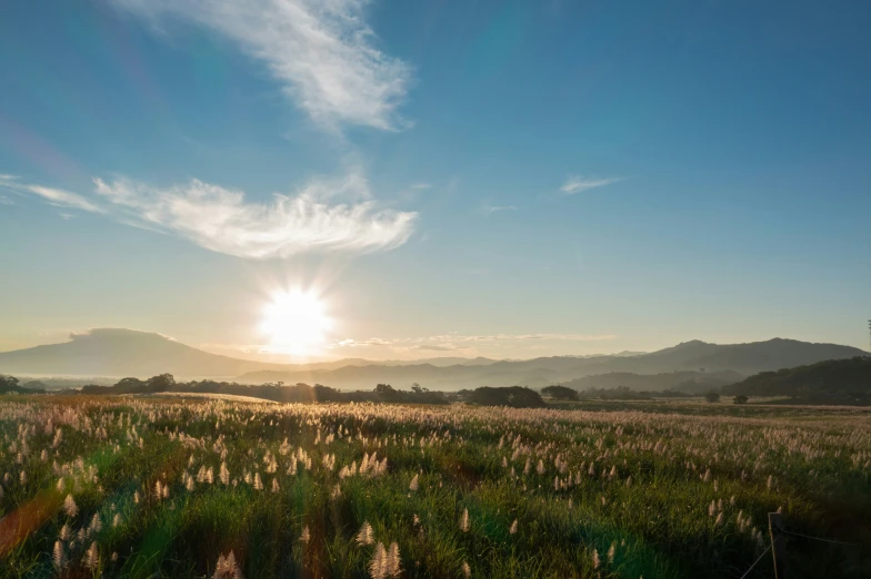 a field with flowers and the sun in the background