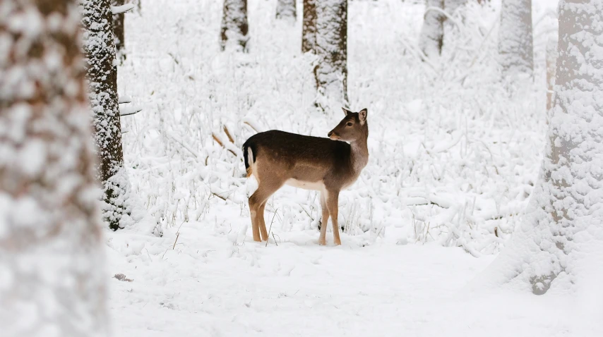 a deer that is standing in the snow