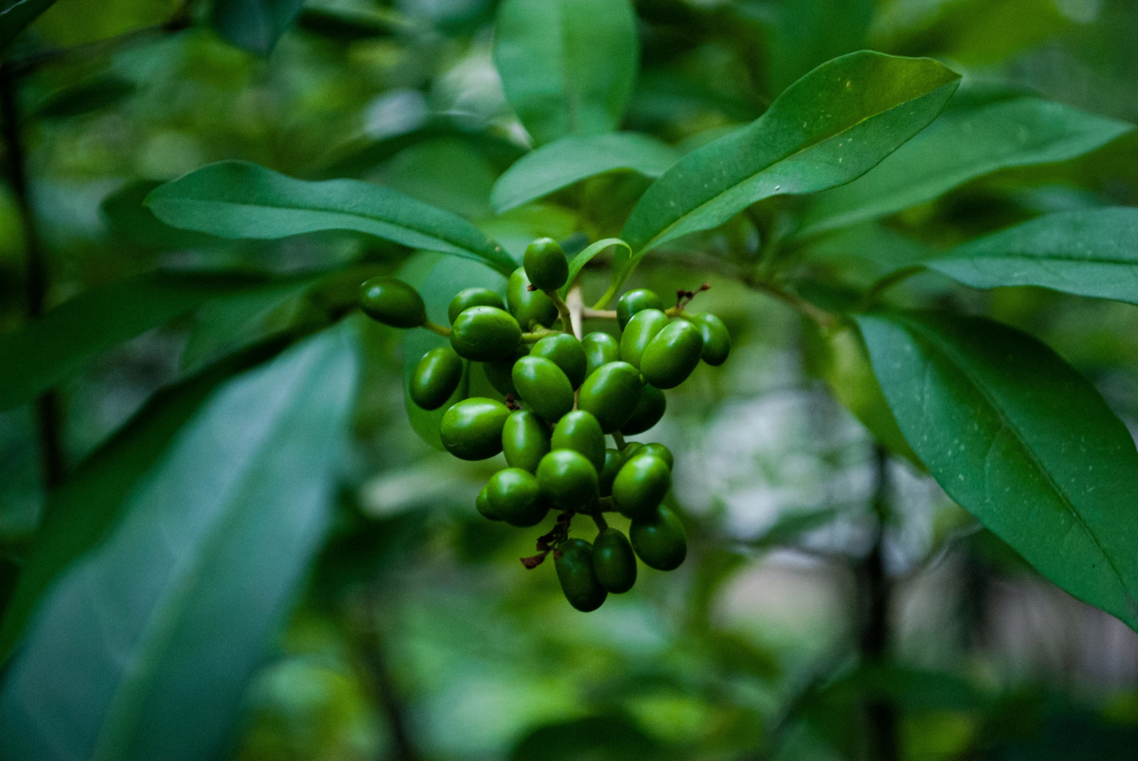 there are many berries growing on the nch