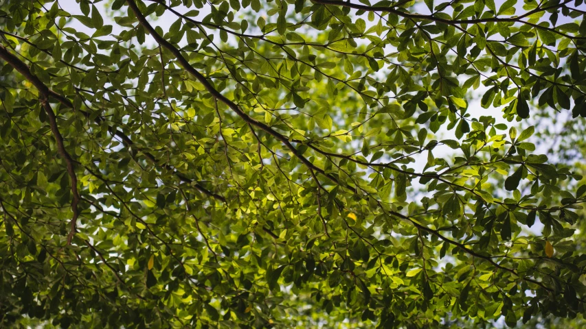 a green leavesy tree is pictured in the foreground