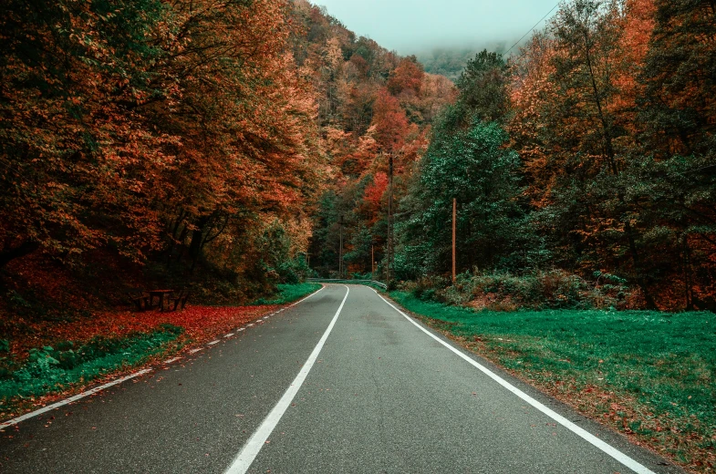 the empty road going through the middle of an empty forest